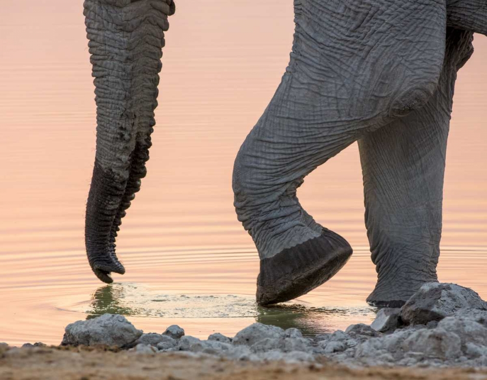 Namibia, Etosha NP Drinking elephant at sunset